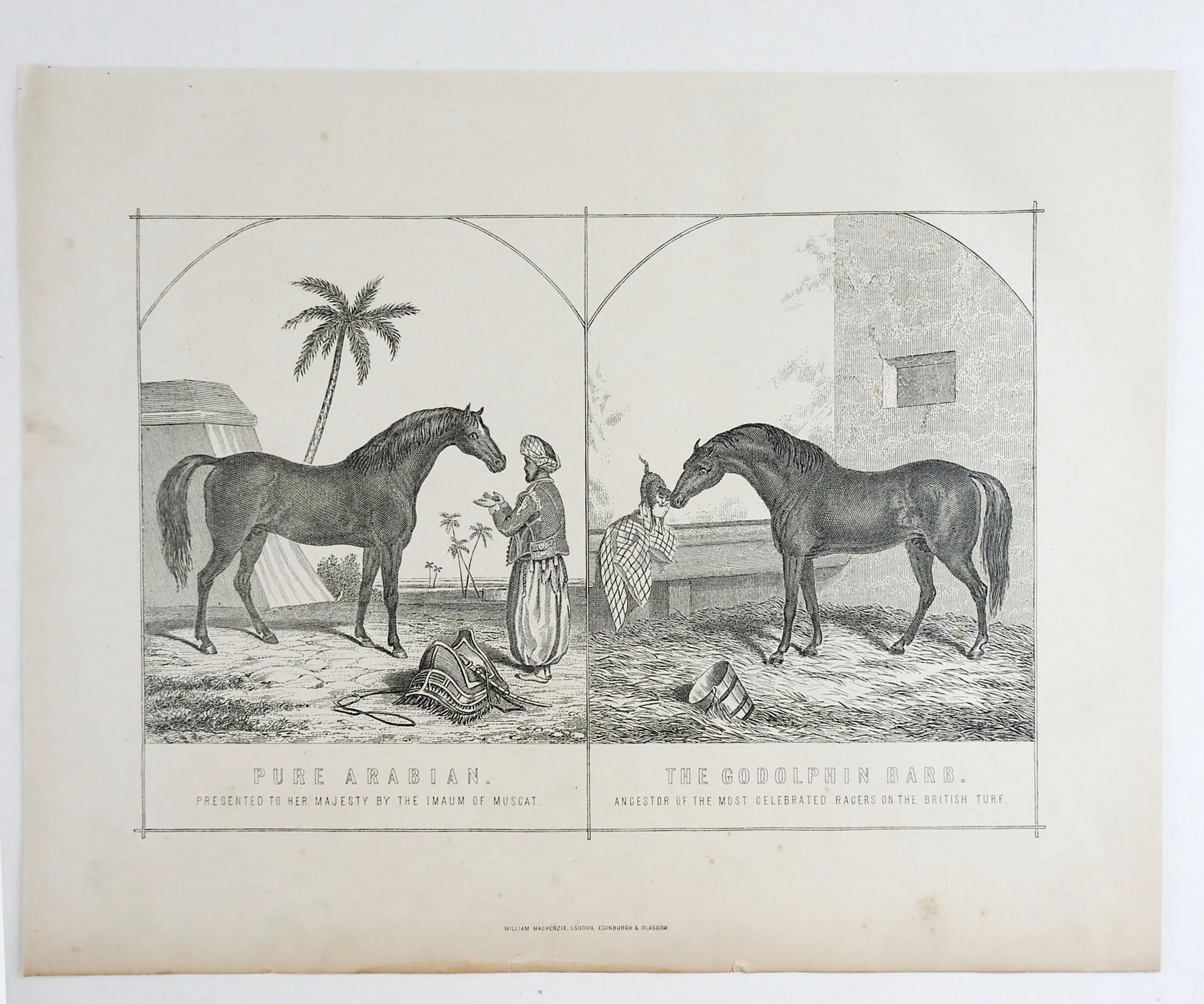 1894 Arabian Horse Godolphin Barb Engraving